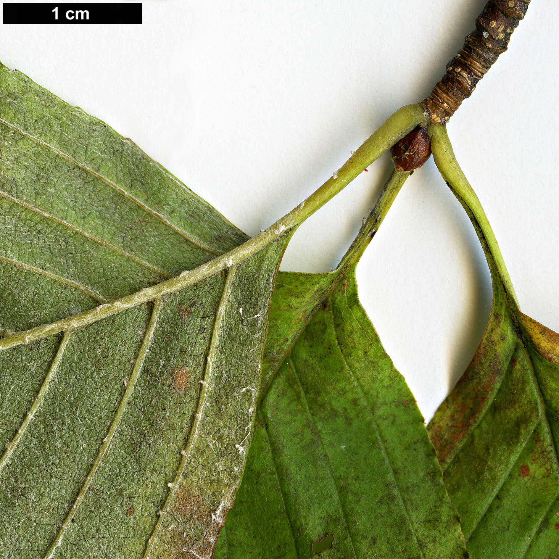 High resolution image: Family: Rosaceae - Genus: Sorbus - Taxon: japonica - SpeciesSub: var. japonica